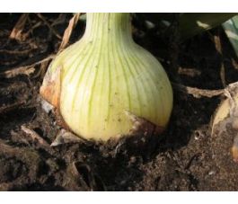 Oignon - Rijnsburger 4 - BIO