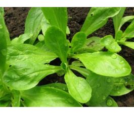 Mâche - Grote Noordhollandse - BIO