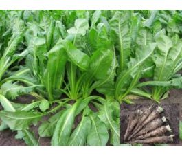 Chicorée, Hollandse Middelvroeg