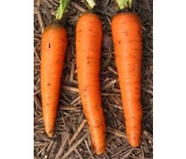 Carotte d'hiver - Flakkée 2 - BIO