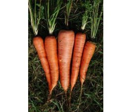 Carotte - Rodelika - BIODYNAMIQUE 