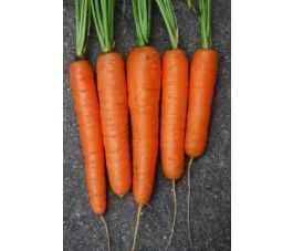 Carotte- Milan - BIODYNAMIQUE