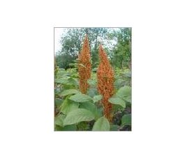 Amaranthe - Golden - BIO