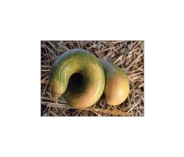 Courge musque - Trompe d'Albenga - BIO