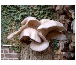 Pleurote en huître - Pleurotus ostreatus - 50 chevilles