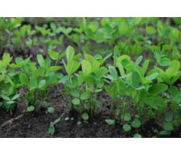 Trèfle d'Alexandrie - 1 kg - BIO