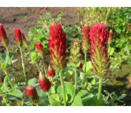 Trèfle incarnat - 1 kg - BIO