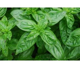 Basilic - Genovese - BIO
