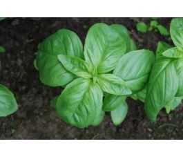 Basilic à feuilles moyennement grandes - BIOYNAMIQUES