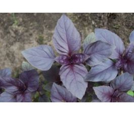 Basilic rouge - BIODYNAMIQUE