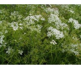 Carum carvi - Carvi - BIODYNAMIQUE