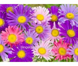 Callisthepus chinensis - Reine-marguerite - BIO-BD