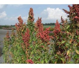 Chenopodium quinoa - Quinoa - BIO