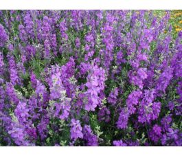 Consolida ajacis, Dauphinelle des jardins