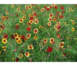 Coreopsis tinctoria - Coréopsis des teinturiers - BIO