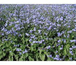 Cynoglossum amabile - Langue de chien - BIO - Remise de 50 % pour cause de germination réduite