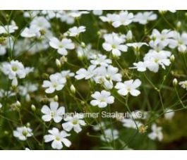 Gypsophila elegans - Gypsophile blanche - BIODYNAMIQUE - 50% remise - germination réduite