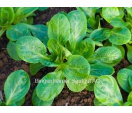 Mâche - Verte à coeur plein 2 - BIODYNAMIQUE