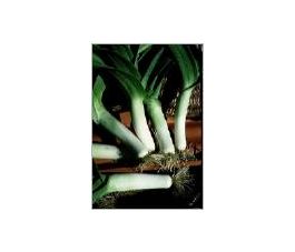 Poireau d'hiver - Gros vert de Huy - BIO