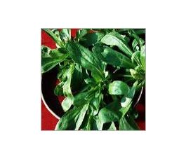 Mâche - De Comines - BIO