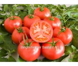 Tomate - Berner rose - BIODYNAMIQUE