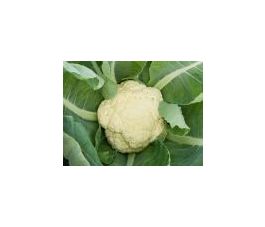 Chou-fleur - Odysseus - BIO