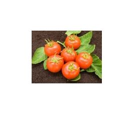 Tomate - Matina - BIODYNAMIQUE