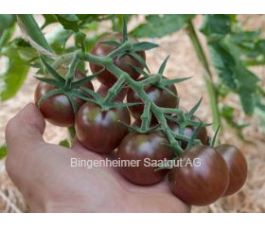Tomate cerise - Black Cherry - BIODYNAMIQUE
