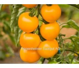 Tomate - Goldene Königin - BIODYNAMIQUE