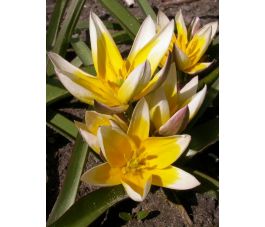 Tulipe botanique - Tulipa tarda - par 10 bulbes - BIO