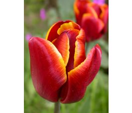 Tulipe - Abu Hassan - 10 bulbes - BIO