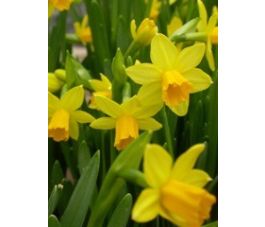 Narcisse Tête-à-Tête - 10 bulbes - BIO