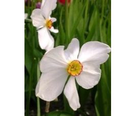 Narcisse - Recurvus - 10 bulbes - BIO