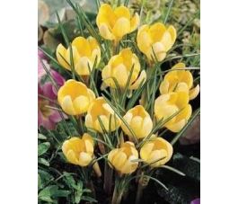 Crocus - Romance - 25 bulbes - BIO