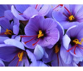 Crocus safran - Crocus sativus - 25 bulbes - BIO