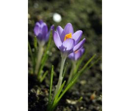 Crocus botanique - Barr's Purple - 10 bulbes - BIO