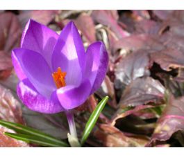Crocus - Flower Record - 25 bulbes - BIO