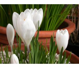 Crocus - Jeanne D'Arc - 25 bulbes - BIO