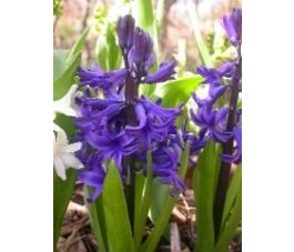 Jacinthe - Delft Blue - 3 bulbes - BIO