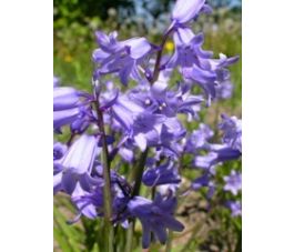 Jacinthe des bois bleue - Hyacinthoides hispanica - 10 bulbes - BIO