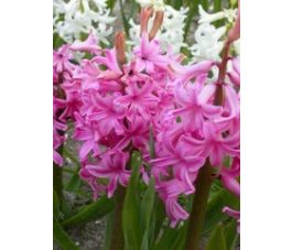 Jacinthe - Pink Pearl - 3 bulbes - BIO