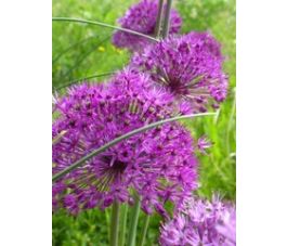 Ail d'ornement - Allium aflatuense - Purple Sensation - 10 bulbes - BIO