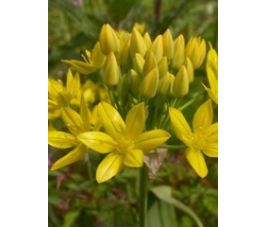 Ail doré - Allium moly 'Jeanine' - 10 bulbes - BIO