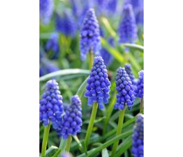 Muscari armeniacum - Muscar à grappes -10 bulbes - BIO