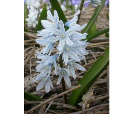 Jacinthe du Liban - Puschkinia libanotica - 10 bulbes - BIO