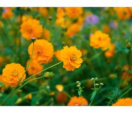 Cosmos sulphureus - Cosmos sulfureux - BIODYNAMIQUE