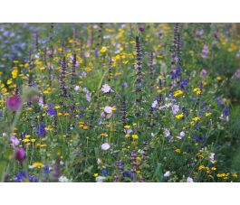 Mélange de fleurs - Florido - BIO
