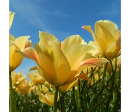 Tulipe botanique - Tulipa batalinii 'Bronze Charm' - 10 bulbes - BIO