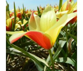 Tulipe botanique - Tulipa clusiana 'Taco' - 10 bulbes - BIO