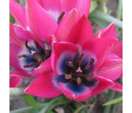 Tulipe botanique - Tulipa humilis 'Little Beauty' - 10 bulbes - BIO